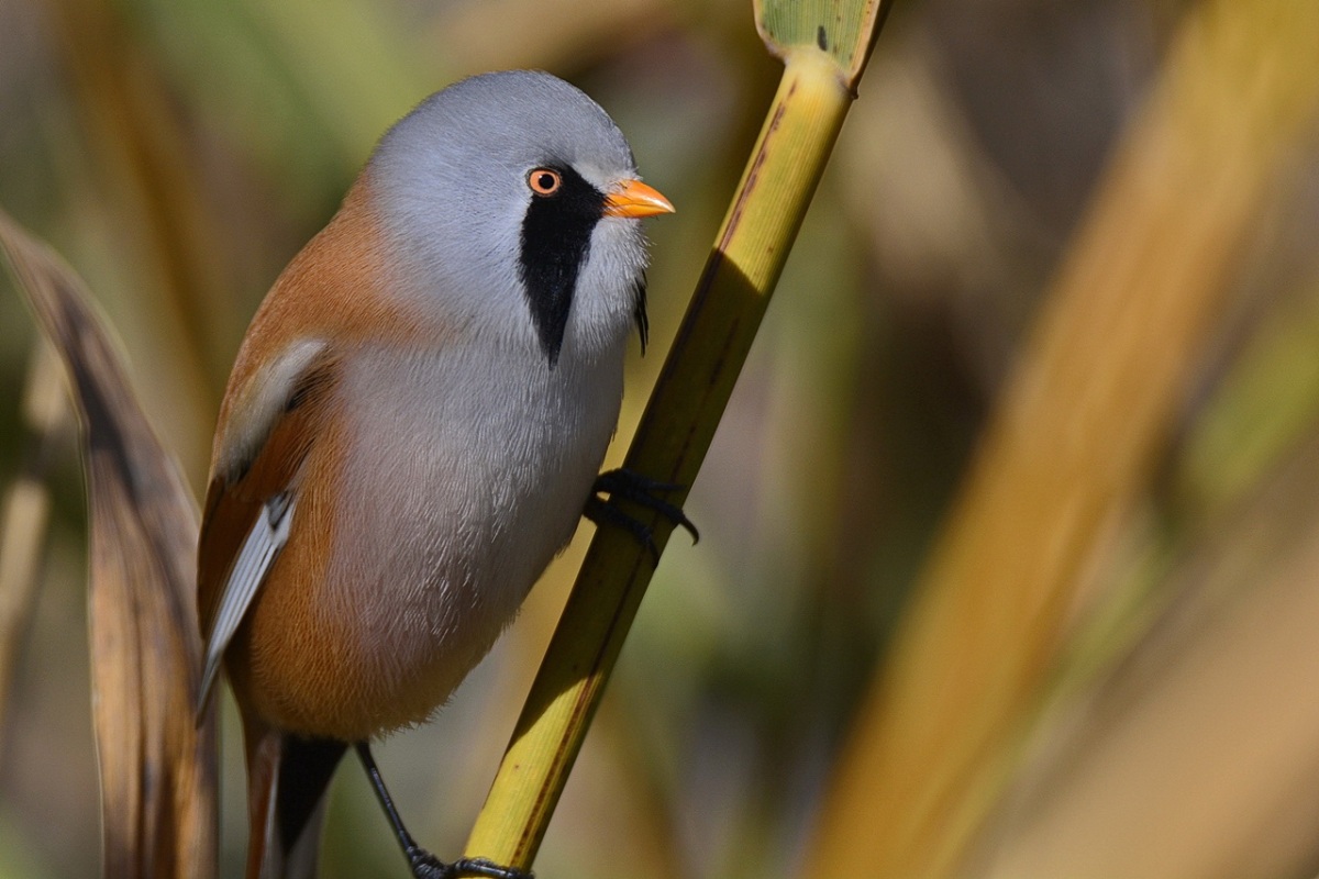 Bearded Reedling