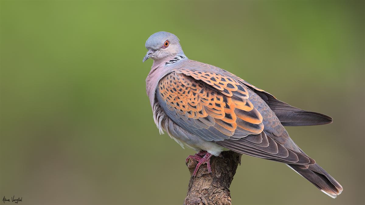 European Turtle Dove