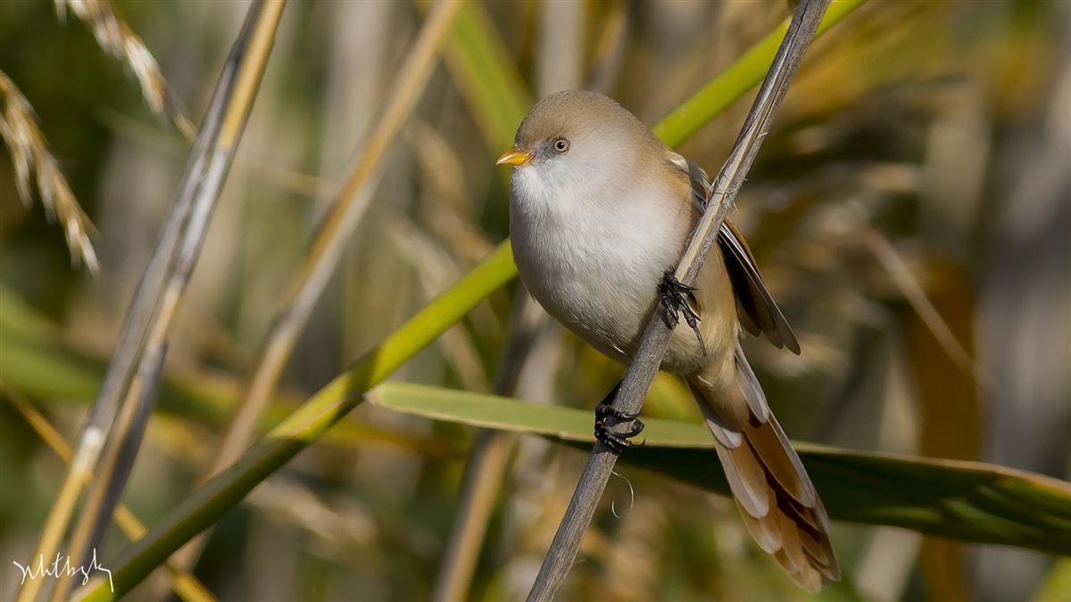 Bearded Reedling