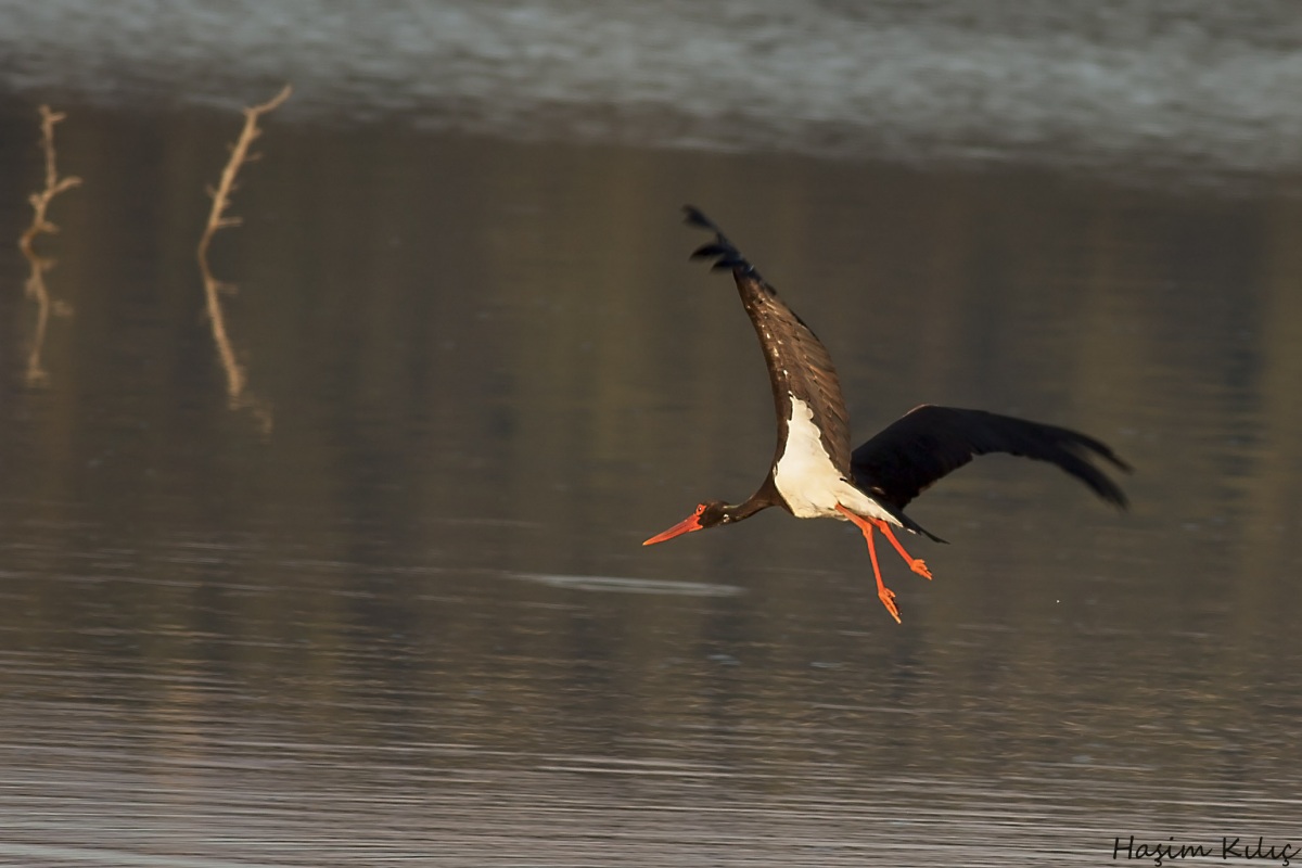 Black Stork