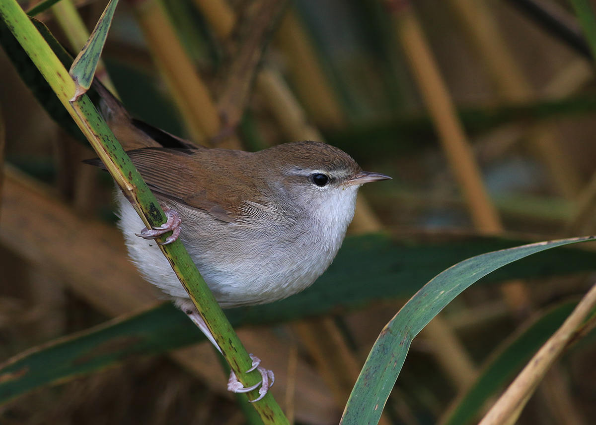 Cetti`s Warbler