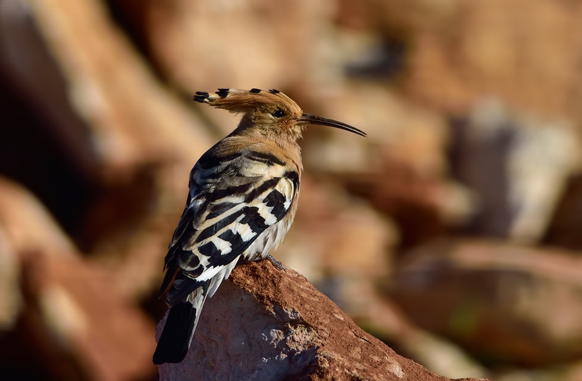 Common Hoopoe