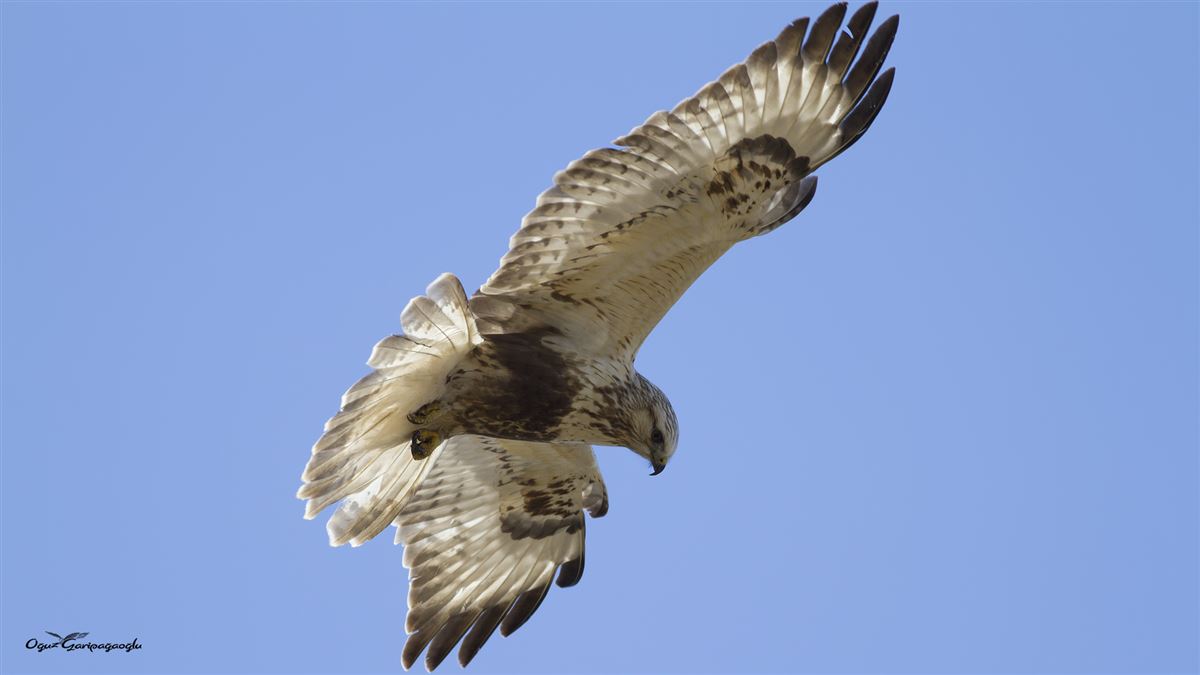 Rough-legged Buzzard