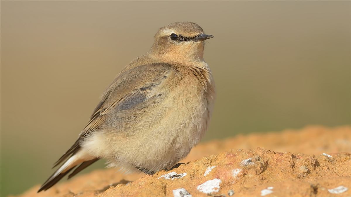 Northern Wheatear