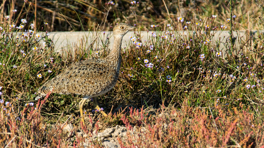 Little Bustard
