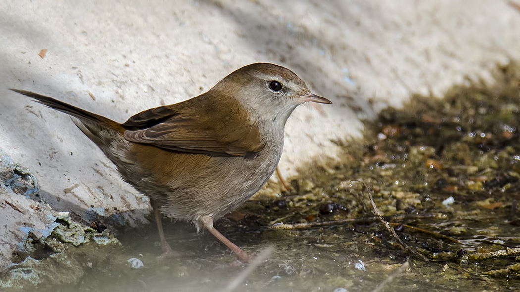 Cetti`s Warbler