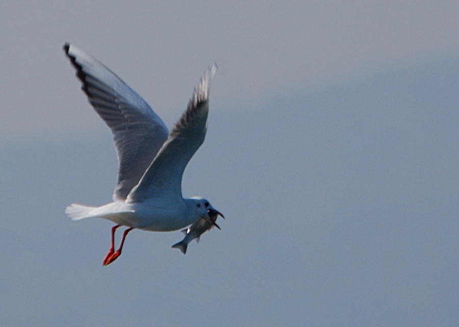 Black-headed Gull