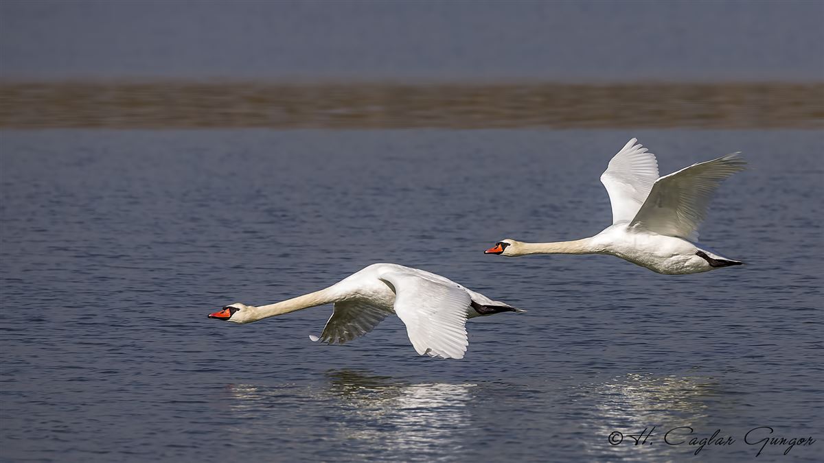 Mute Swan