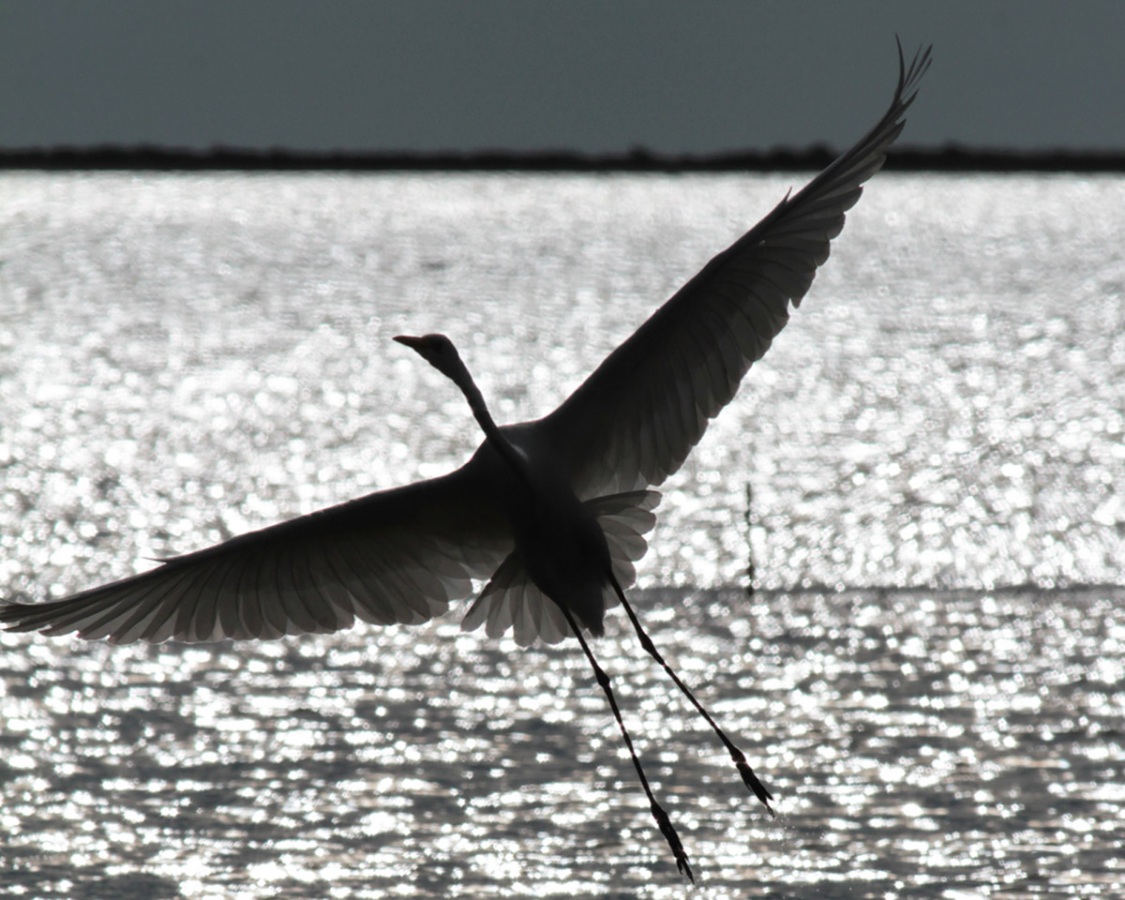 Great Egret