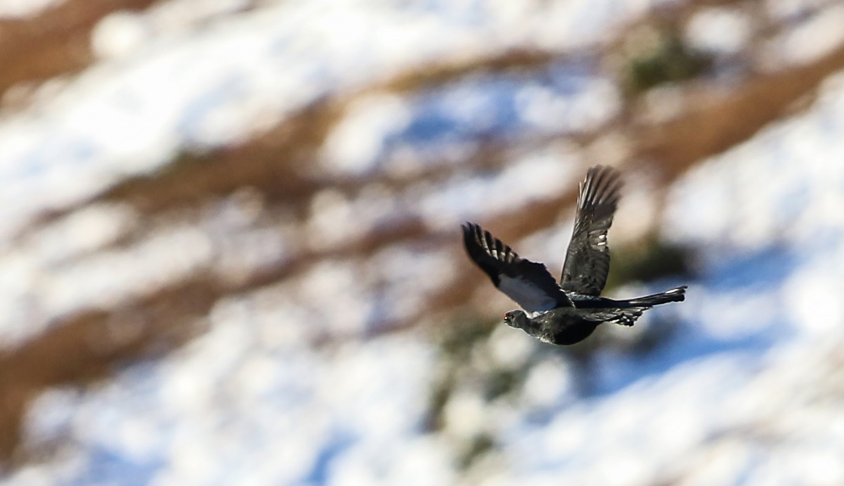 Caucasian Grouse