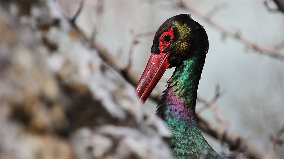 Black Stork
