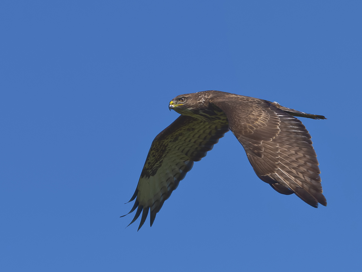 Common Buzzard