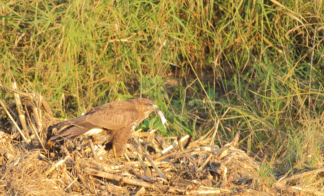 Common Buzzard