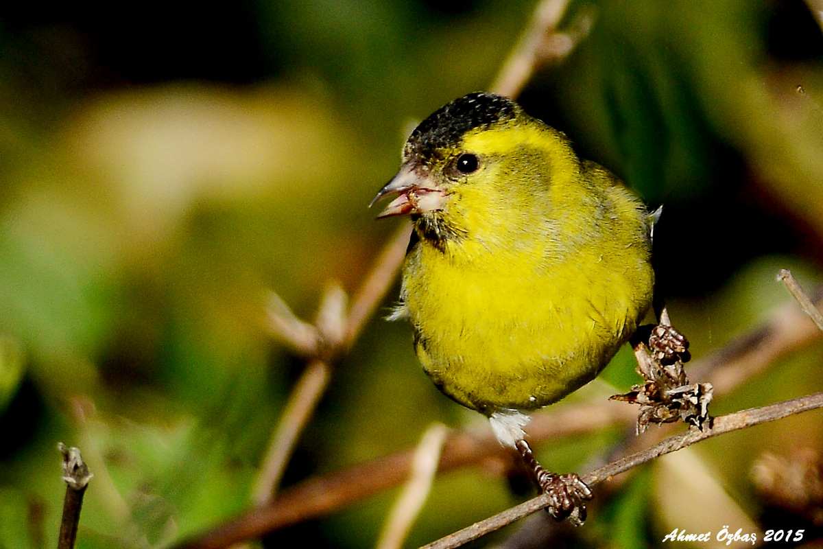 Eurasian Siskin