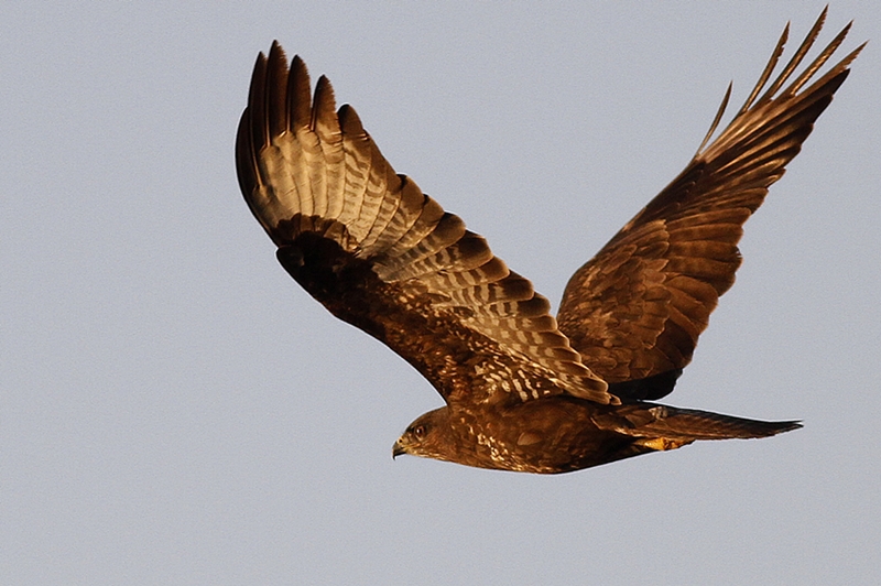 Common Buzzard