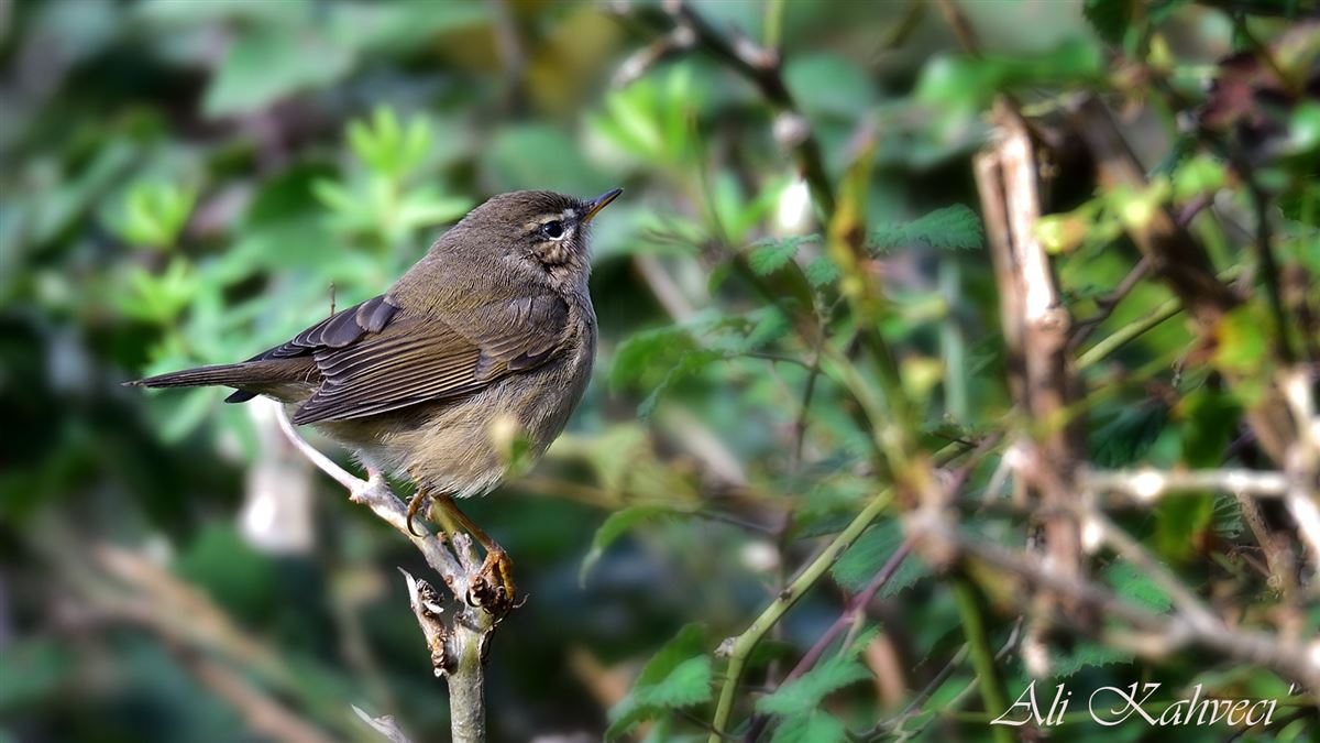 Dusky Warbler