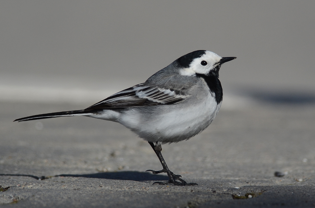 White Wagtail