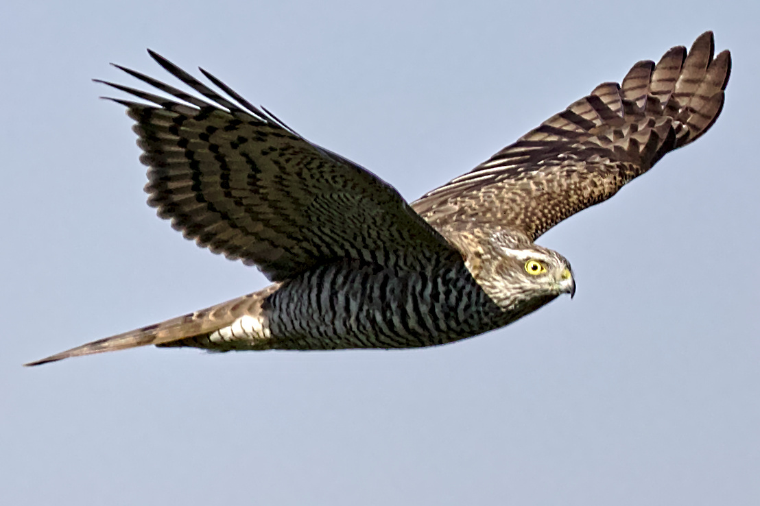 Eurasian Sparrowhawk