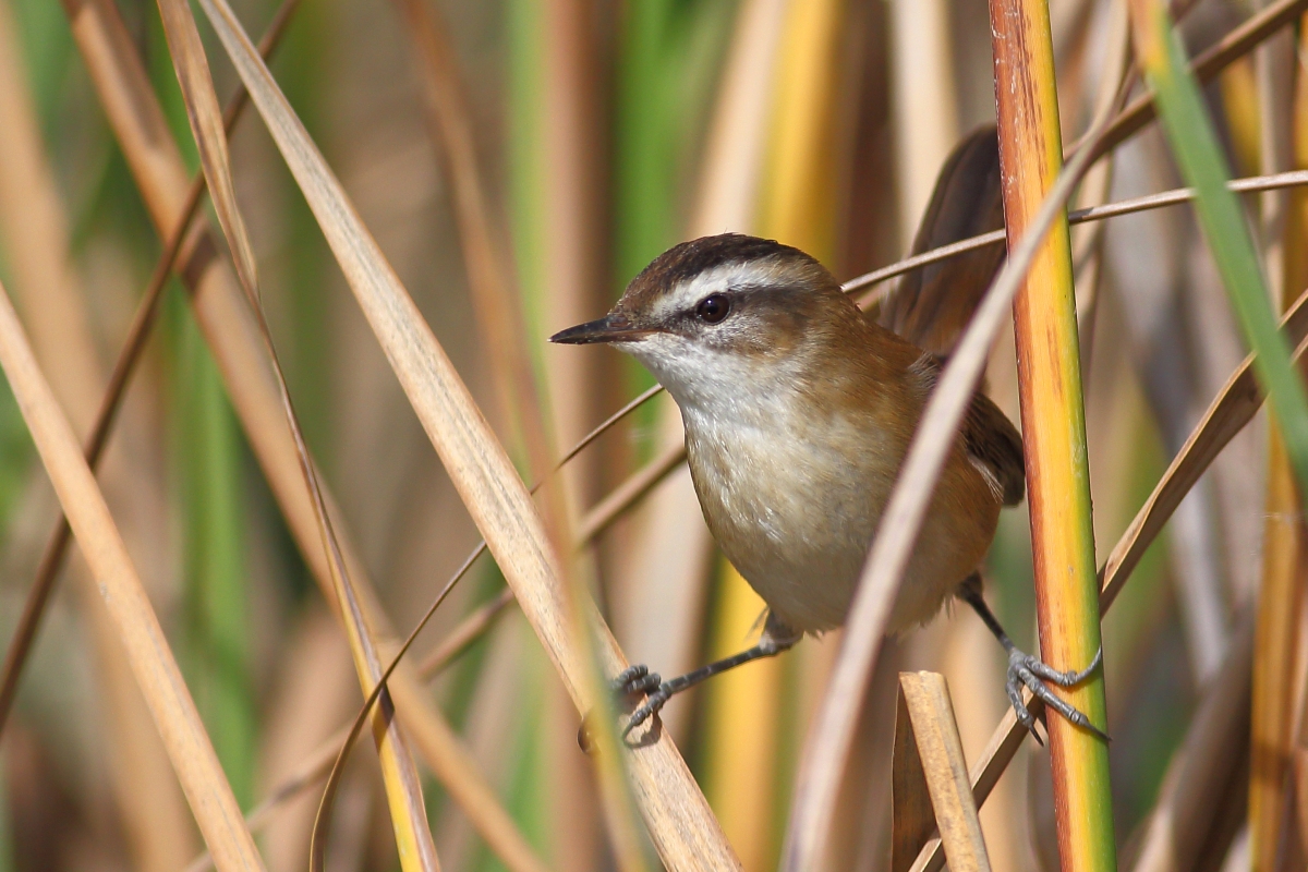 Moustached Warbler
