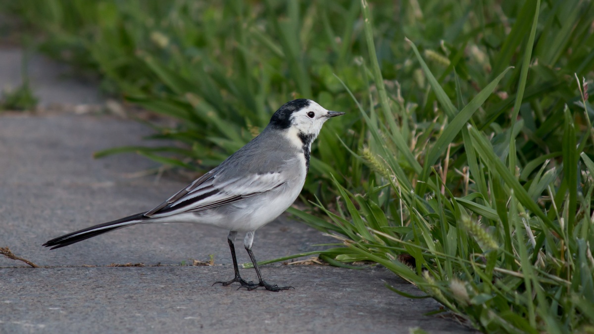 White Wagtail