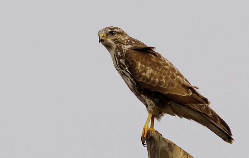 Common Buzzard