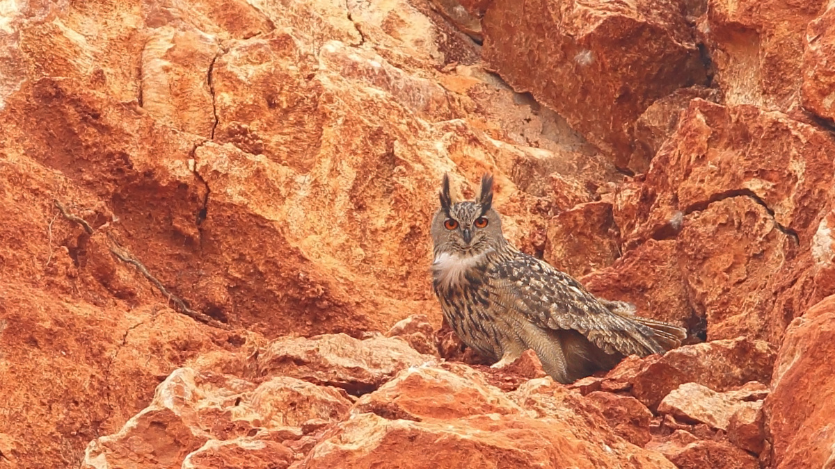 Eurasian Eagle-Owl