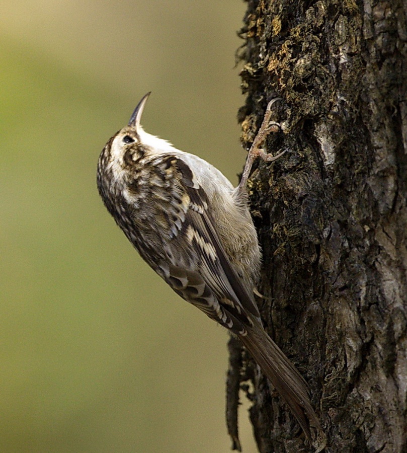 Short-toed Treecreeper