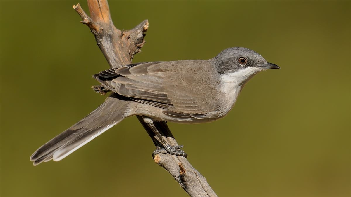Lesser Whitethroat