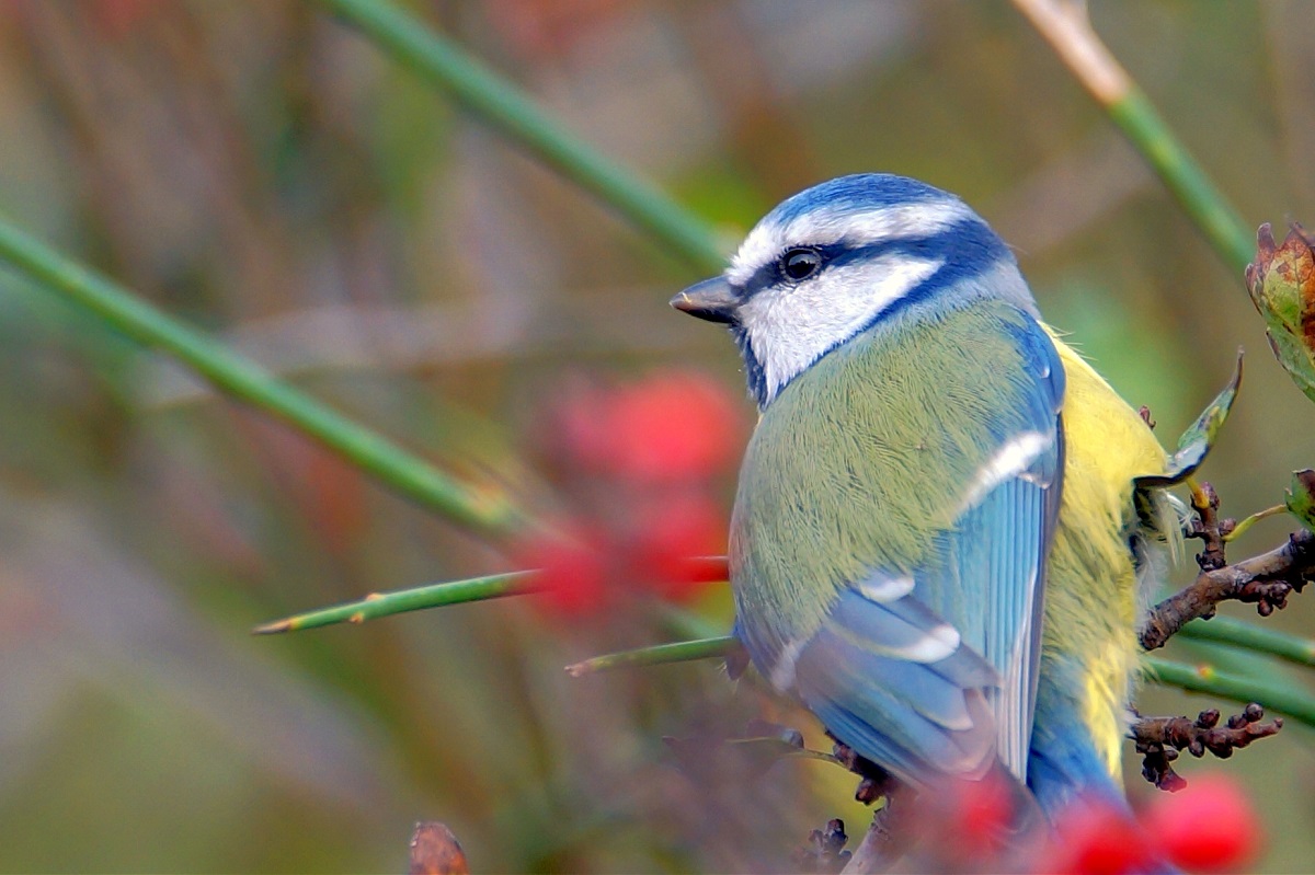 Eurasian Blue Tit