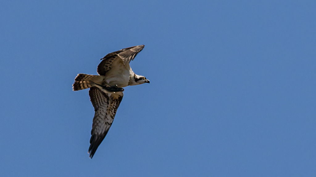 Osprey