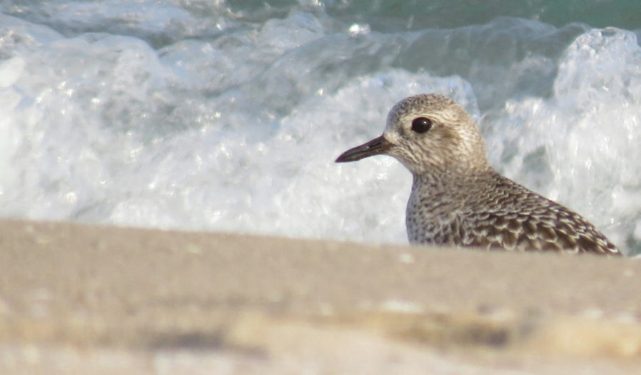 Grey Plover