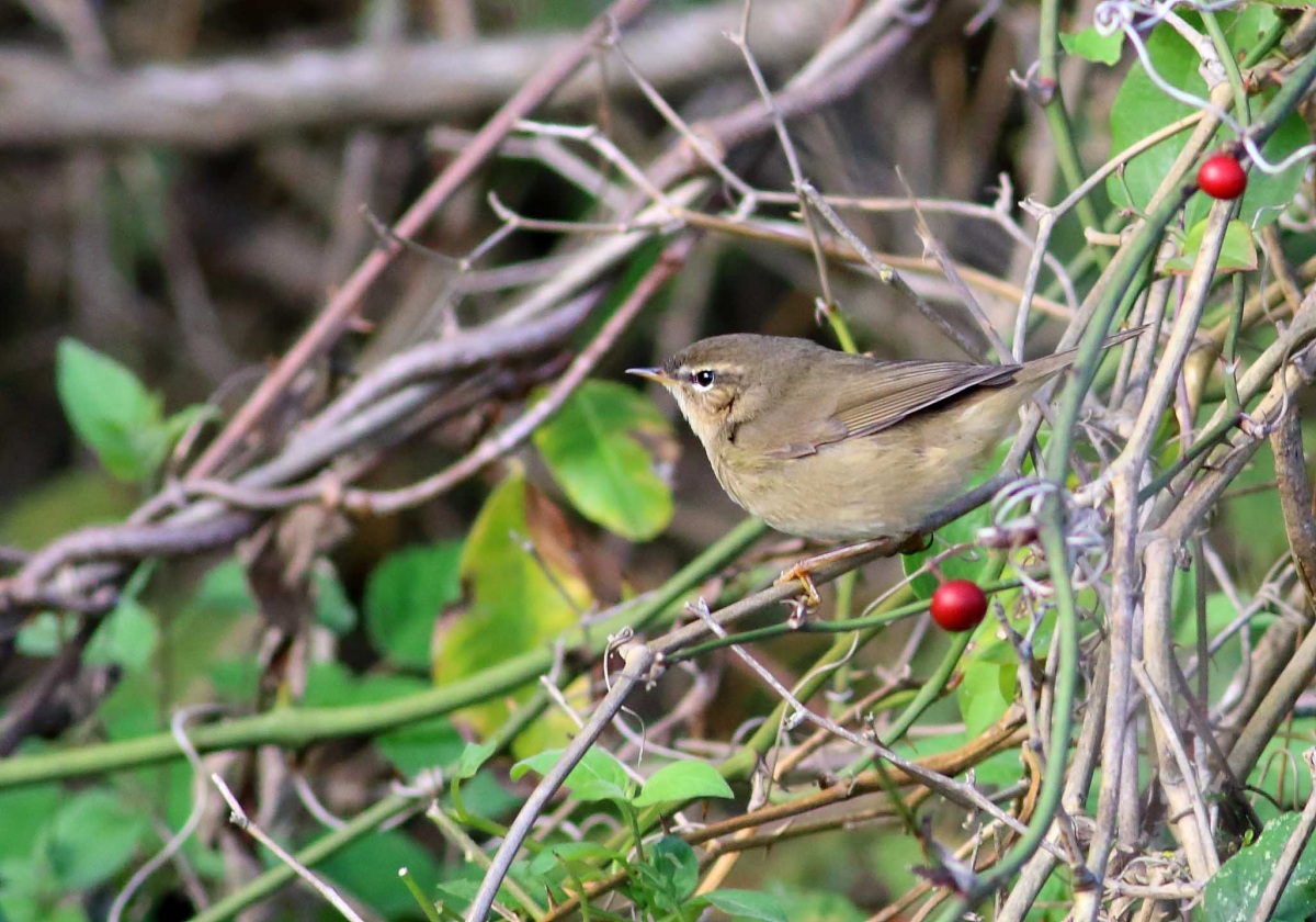 Dusky Warbler