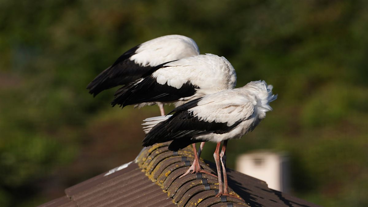 White Stork