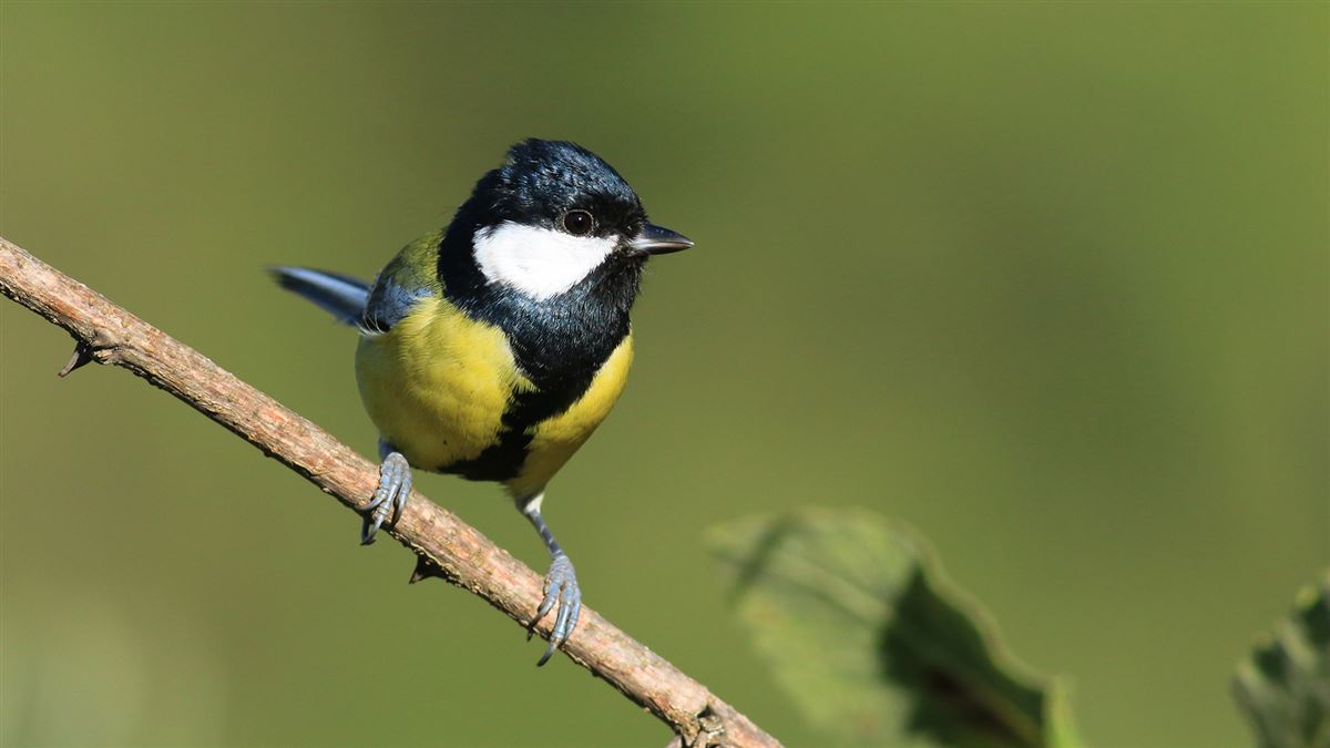 Great Tit