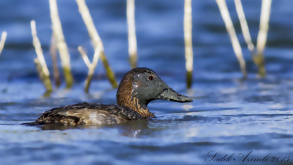 Common Pochard