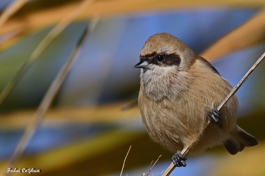 Eurasian Penduline Tit