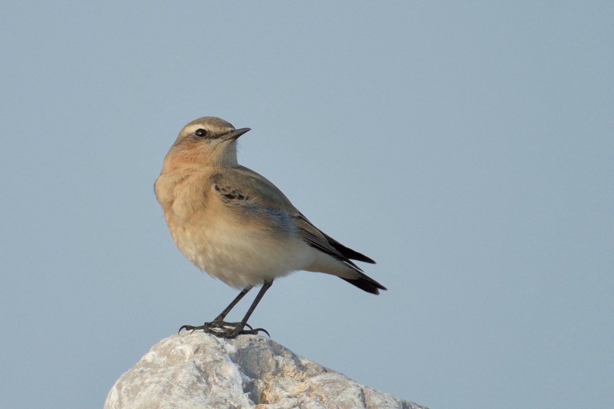 Northern Wheatear