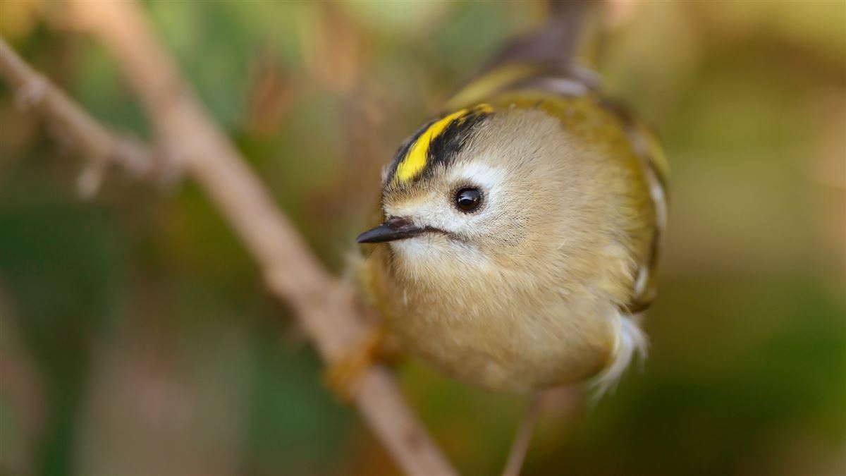 Goldcrest