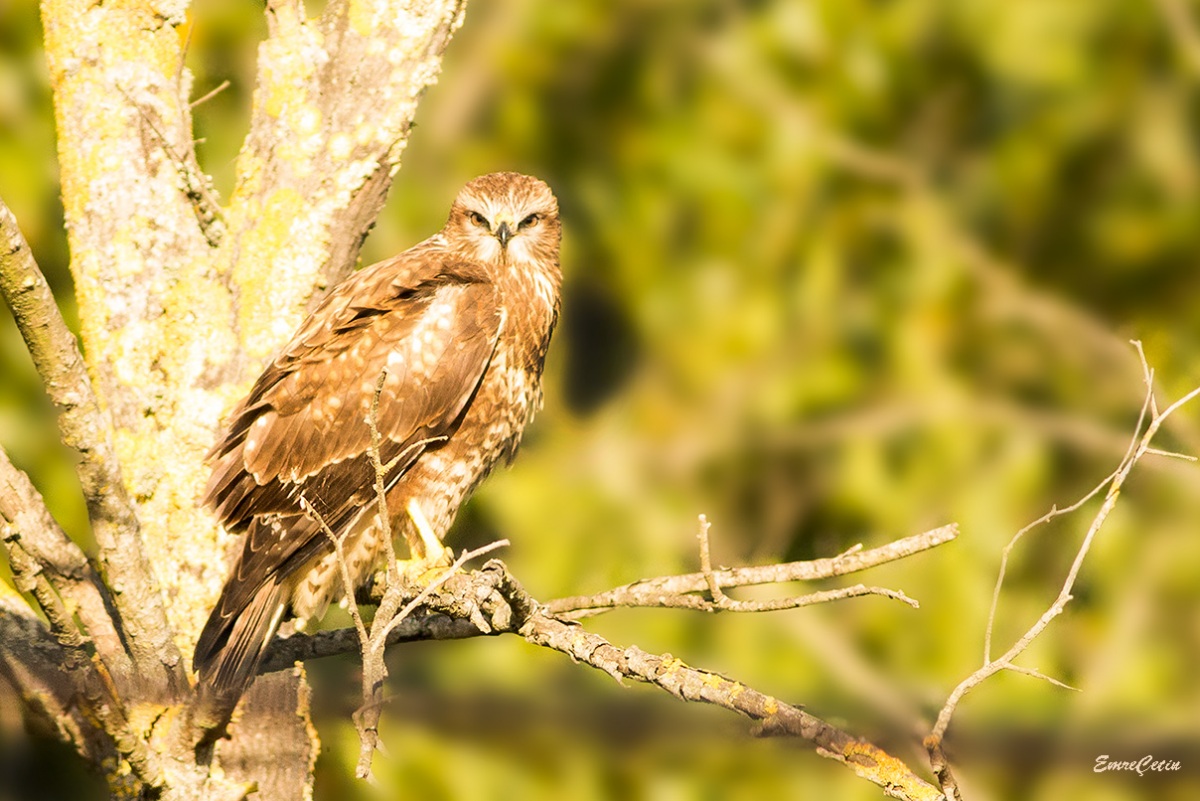 Common Buzzard