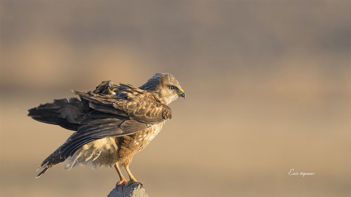 Common Buzzard