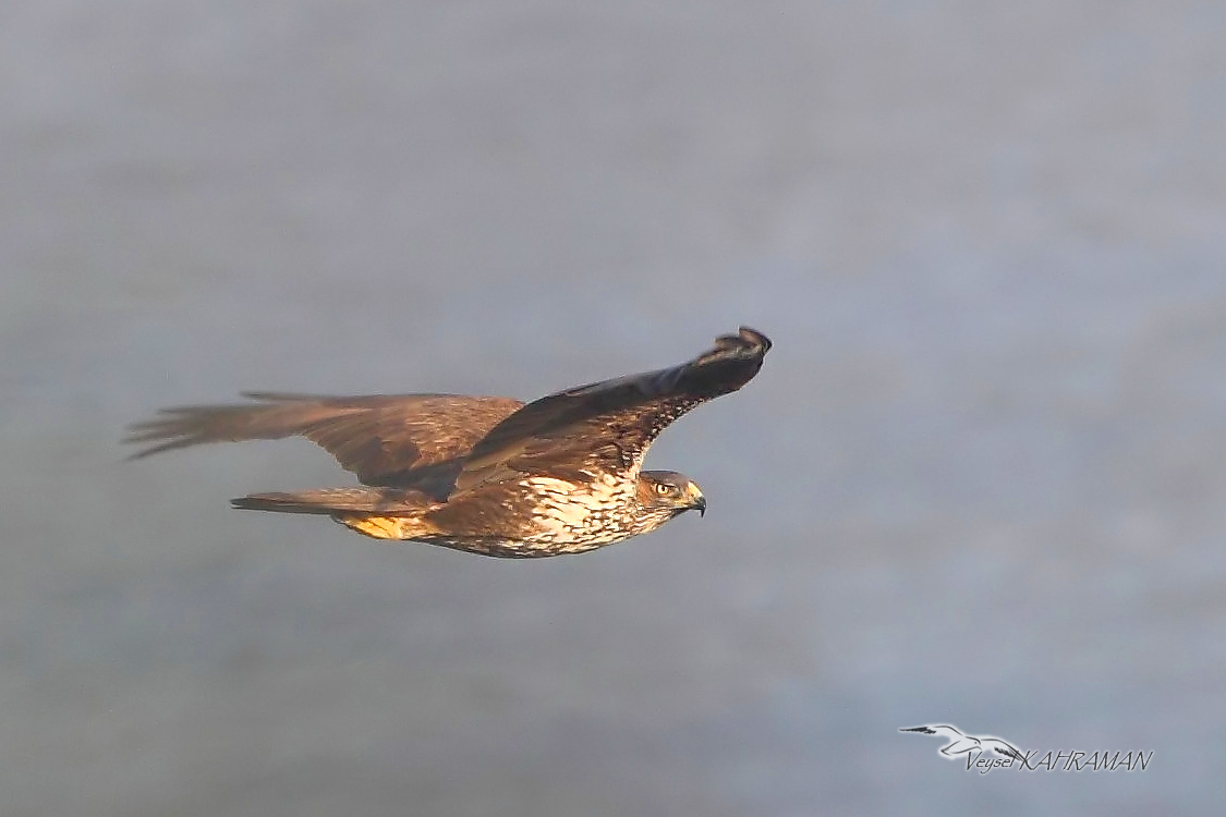 Bonelli`s Eagle