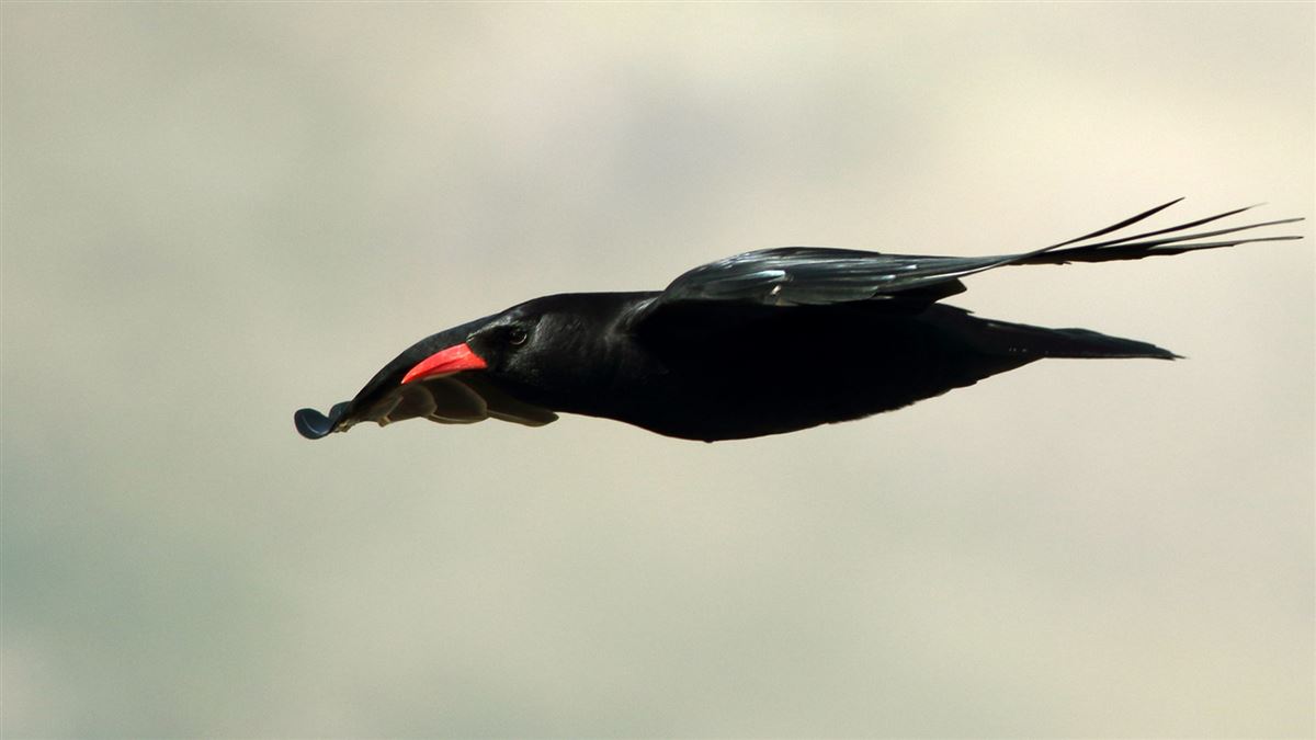 Red-billed Chough