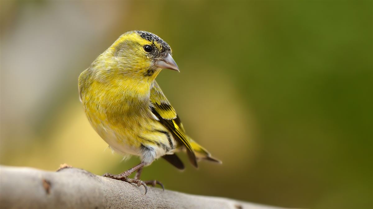 Eurasian Siskin