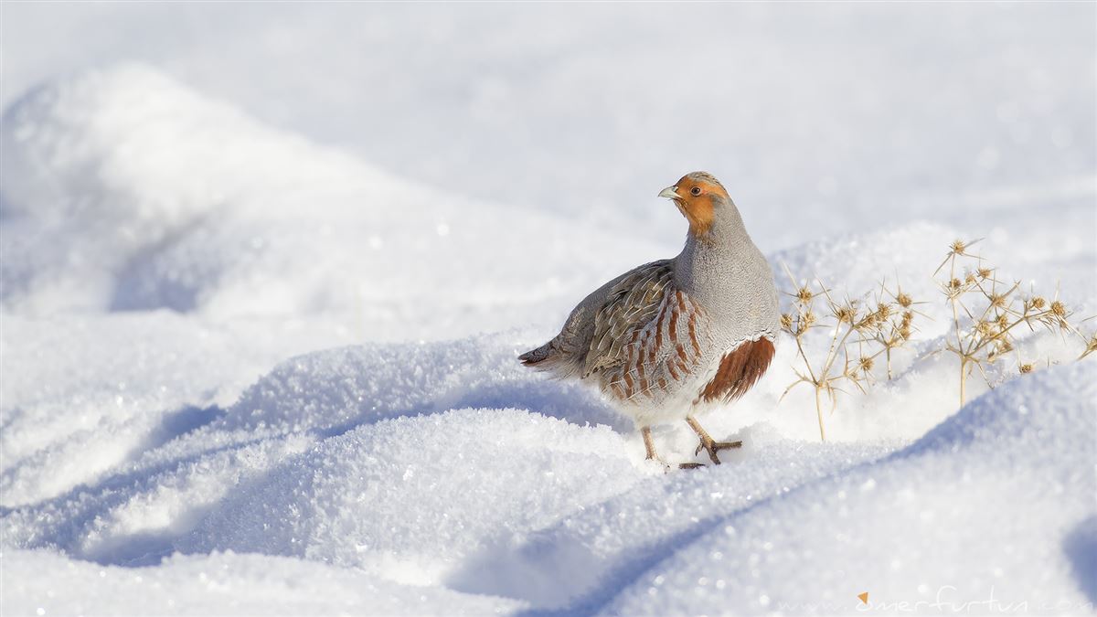 Grey Partridge