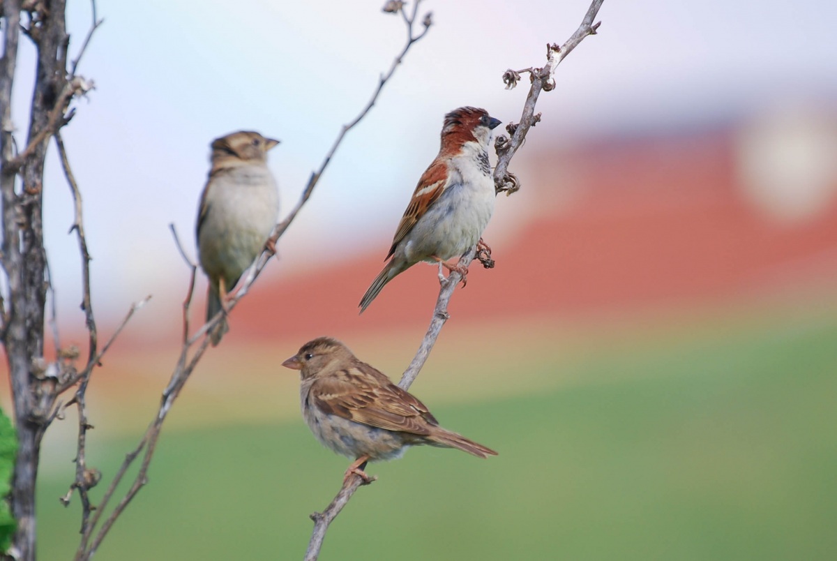 House Sparrow
