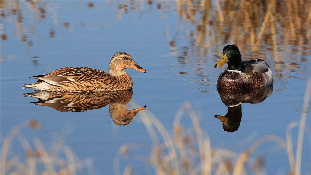 Mallard