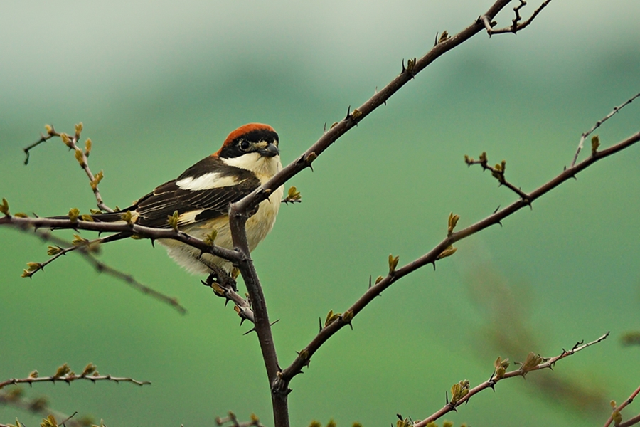 Woodchat Shrike