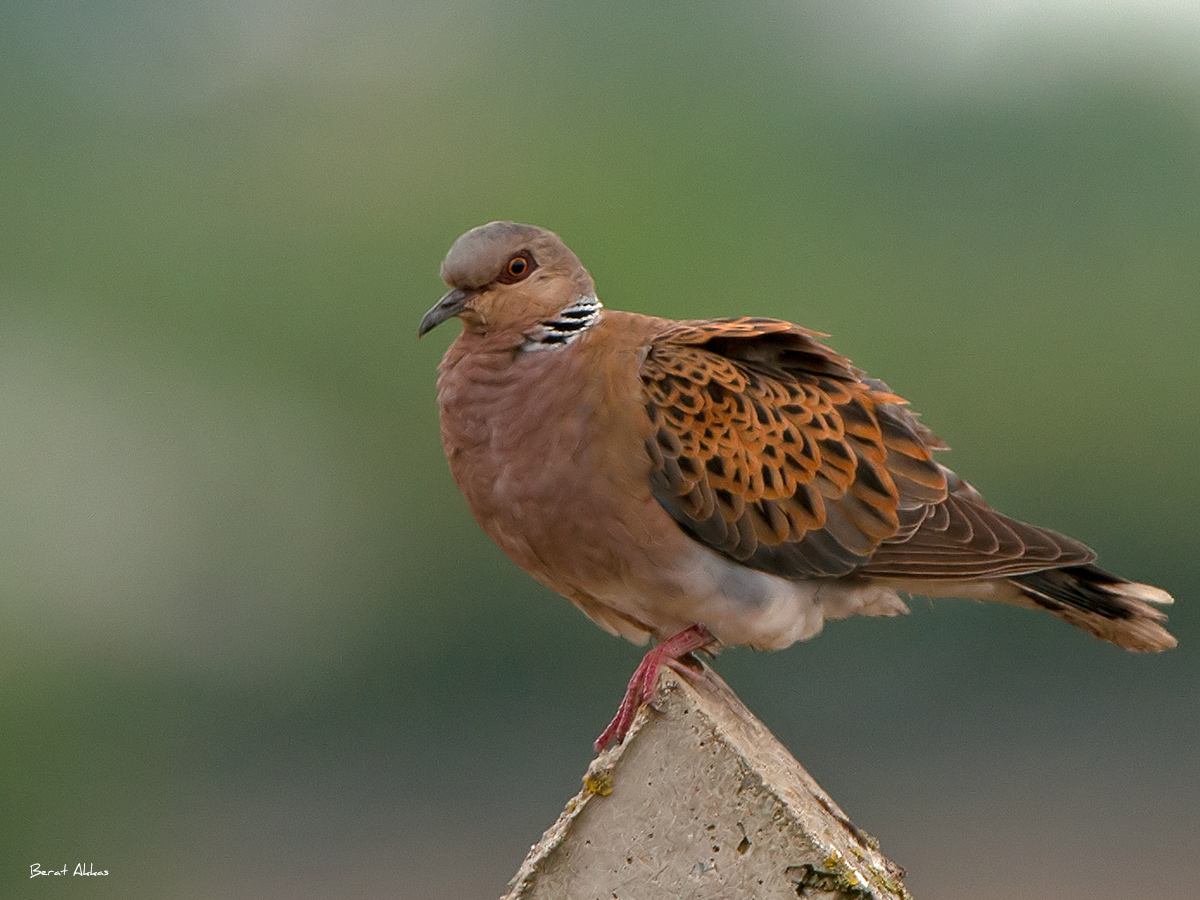 European Turtle Dove