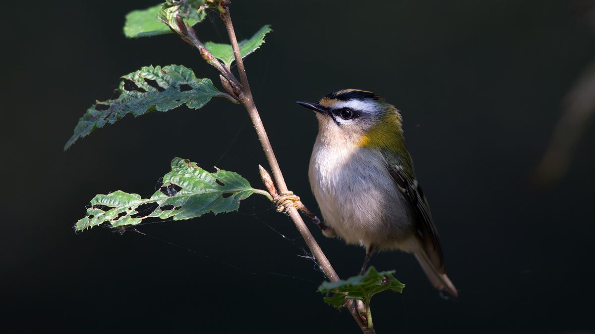 Common Firecrest