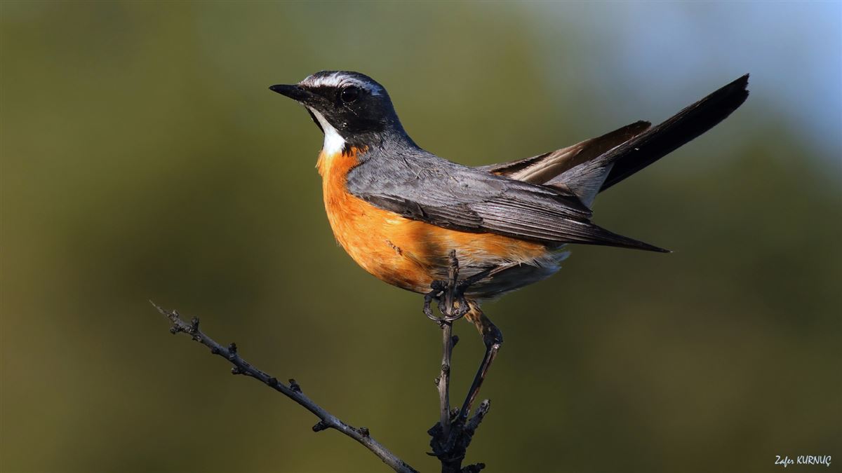 White-throated Robin